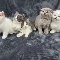 Cuccioli di scottish fold