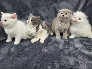 Cuccioli di scottish fold