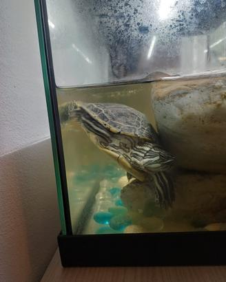 Trachemys scripta