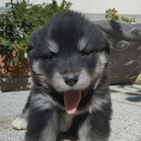 Husky Malamute