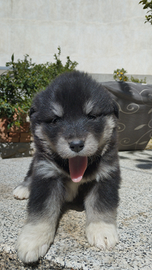 Husky Malamute