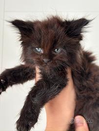 Cucciolo di Maine Coon