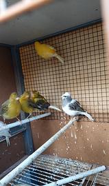 Canarini ,gabbie cova,nidi,mangiatoie antispreco