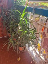 Pianta Aloe