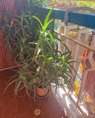 Pianta Aloe