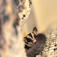 Petauro dello zucchero