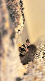 Petauro dello zucchero