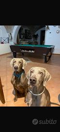 Cuccioli Weimaraner