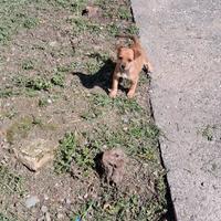 Cuccioli di Pincher