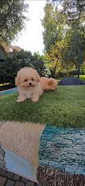 Pomapoo small miniature