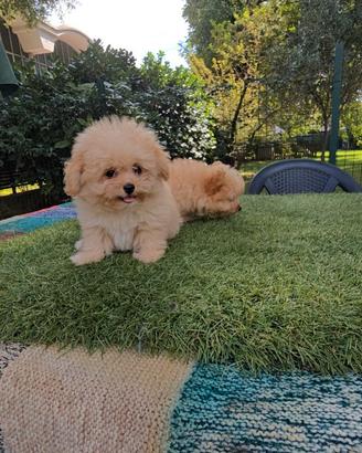 Pomapoo small miniature