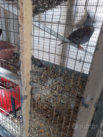 Tortorezusyroliznecolombzci