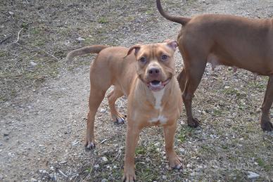 Pittbull femmina