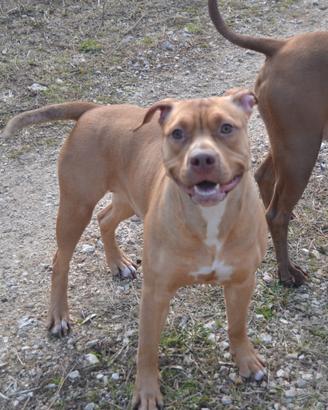 Pittbull femmina