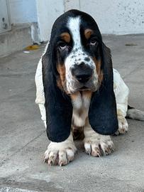 Cuccioli di Bassethound