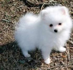 Cuccioli Spitz nano