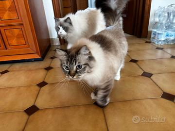 Ragdoll rehoming
