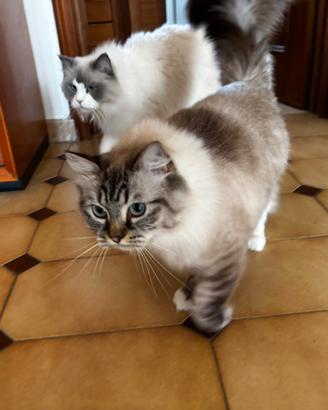 Ragdoll rehoming