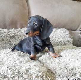 Cuccioli di bassotto nero focato