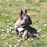Cucciolo Bulldog Francese Pedigree Enci