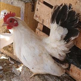 Galletti e Galline nane chabo nagasaki