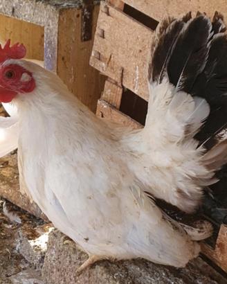 Galletti e Galline nane chabo nagasaki