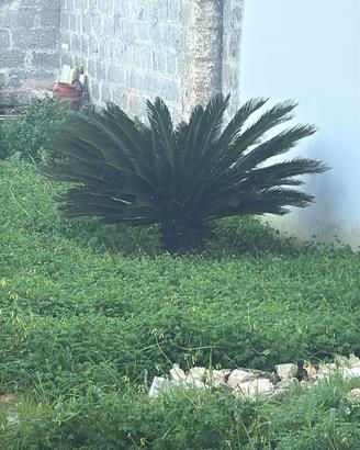 Cycas come in foto