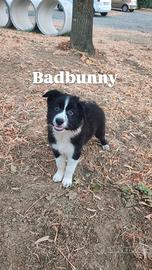 Cuccioli border collie con pedigree