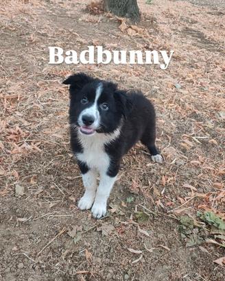 Cuccioli border collie con pedigree