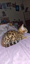 Gatto bengala