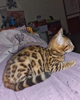 Gatto bengala