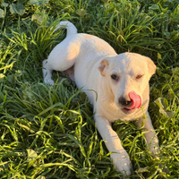 Gigio cucciolo in adozione