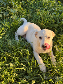Gigio cucciolo in adozione