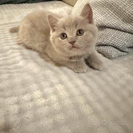 Scottish straight lilac