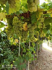 Uva da vino