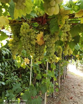 Uva da vino