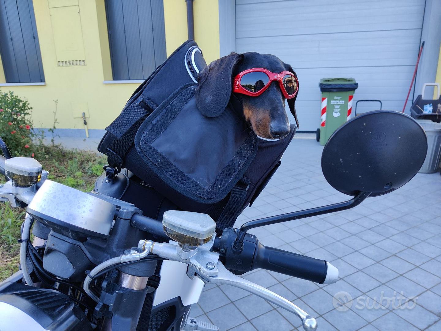 Bagster Puppy - Trasportino Cani per Moto - Accessori Moto In vendita a  Mantova