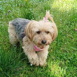 MINU' dolce vecchietta