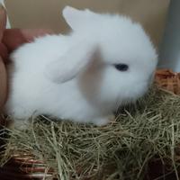 Conigli Mini Lop