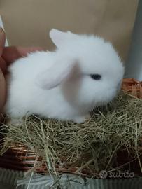 Conigli Mini Lop