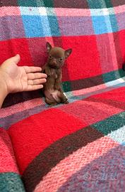 Chihuahua micro toy
