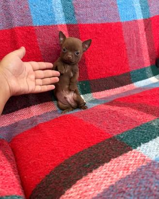 Chihuahua micro toy