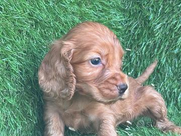 Cocker