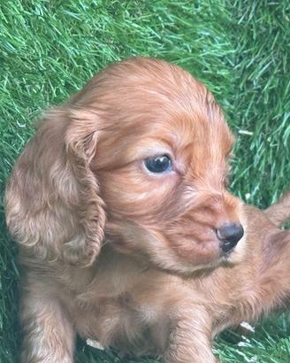 Cocker