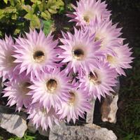 Pianta grassa con ricche e continue fioriture