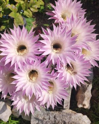 Pianta grassa con ricche e continue fioriture