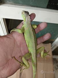 Iguane verdi