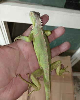 Iguane verdi