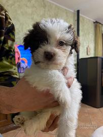 Cuccioli di Lagotto romagnolo