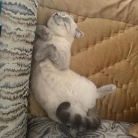 Gato certosino